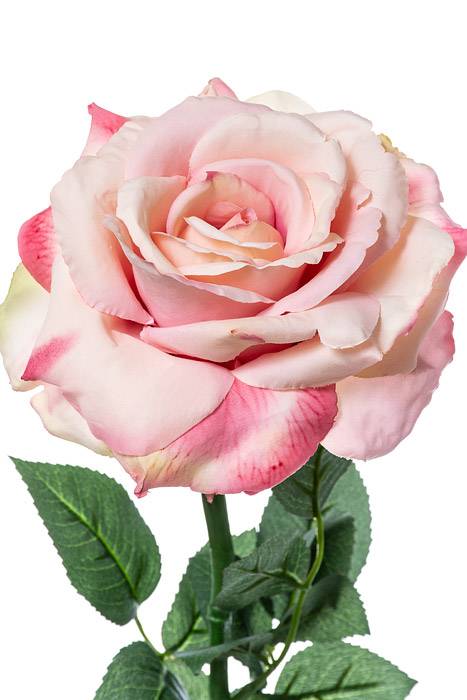 26" Diana Rose Spray Pink