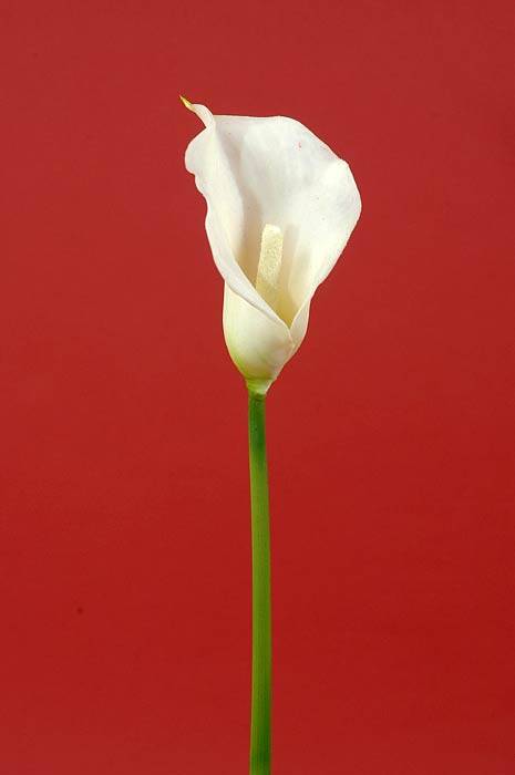 19" Calla Lily Cream