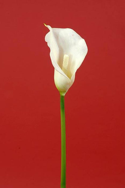 19" Calla Lily Cream