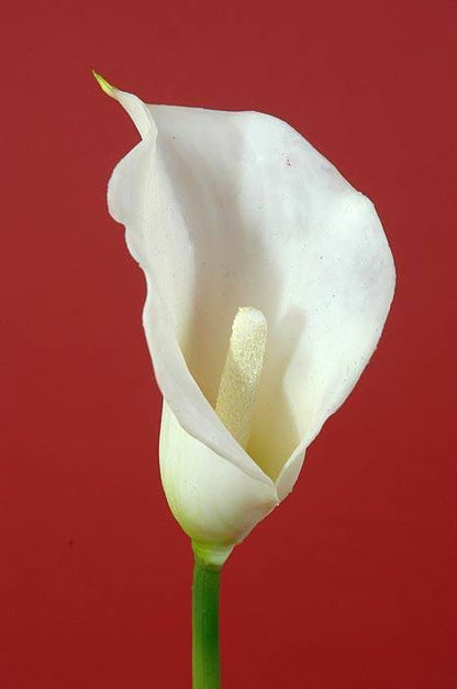 19" Calla Lily Cream