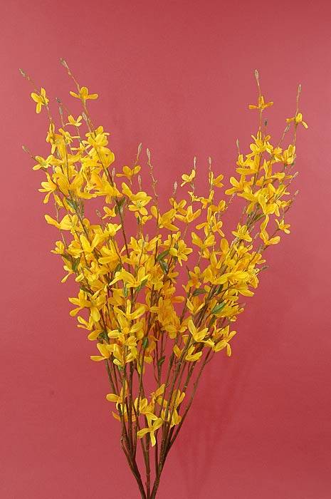 34" Forsythia Bush Yellow Ea.