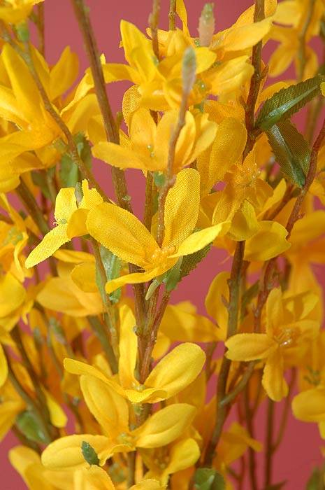 34" Forsythia Bush Yellow Ea.