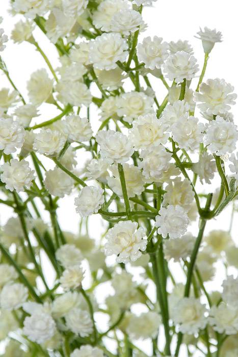 26&quot; Gypsophila Spray Cream Pkg/3