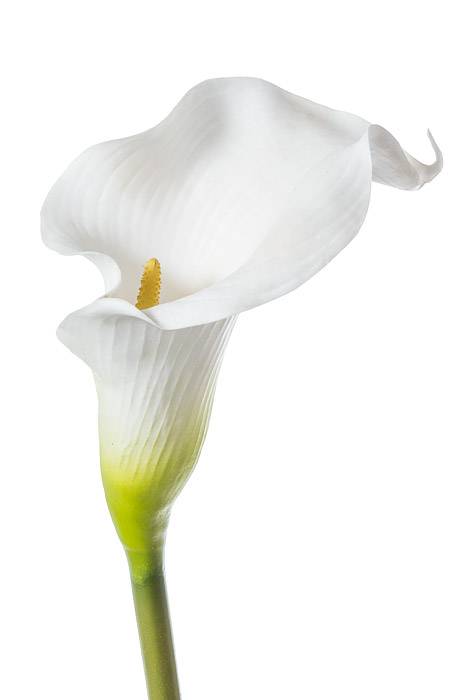 39" ARTIFICIAL GIANT CALLA LILY SPRAY WHITE- GandGwebStore.com