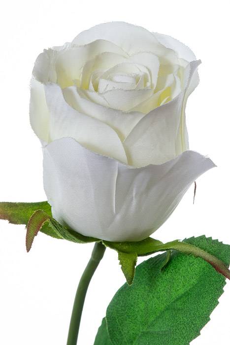 26 Rose Stem White