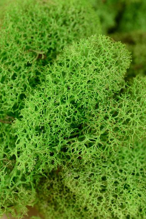 Spring Green Reindeer Moss