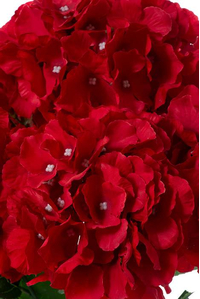 21.5" SILK HYDRANGEA BUSH RED