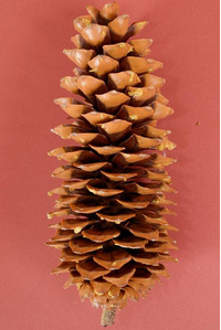 12" NATURAL SUGAR CONE BROWN