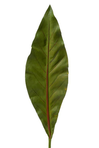 19" BIRD'S NEST FERN LEAF GREEN