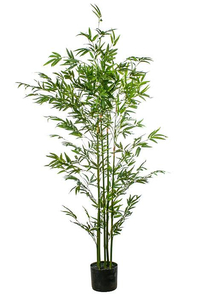 5FT MINI BAMBOO TREE IN POT GREEN