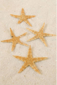 STARFISH NATURAL PKG/100