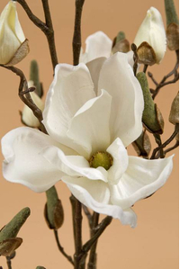 44" MAGNOLIA SPRAY CREAM