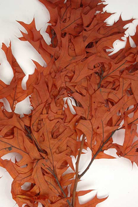 TRANSPARENT OAK LEAVES RUST PKG/1LB