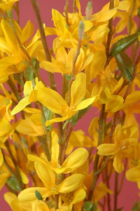 34" FORSYTHIA BUSH YELLOW EA.