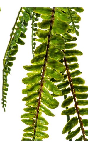 50" FERN HANGING BUSH GREEN