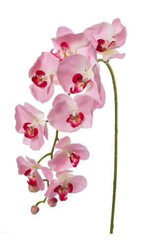 33.5" PHALAENOPSIS STEM PINK