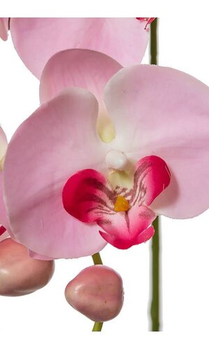 33.5" PHALAENOPSIS STEM PINK