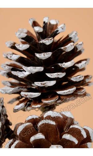 2" PINE CONE W/WHITE TIP PICK PKG/12